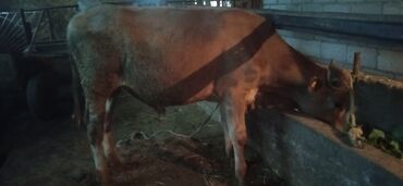 Коровы, быки: Продаю | Бык (самец) | Полукровка | На откорм | Осеменитель
