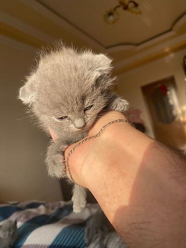 Pişiklər: Britan, Yaxşı əllərə — 8