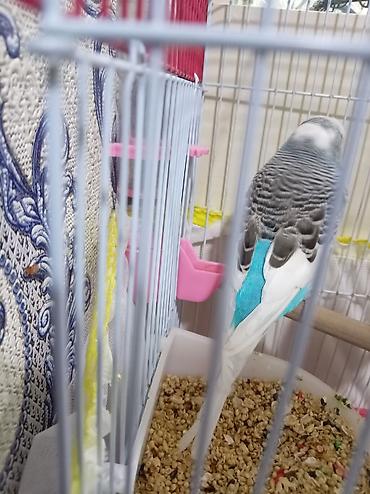 qəfəs quş: Məhsul: Dalmatian naxışlı, mavi-ağ rəng keçidli dalğalı papuqay — 5