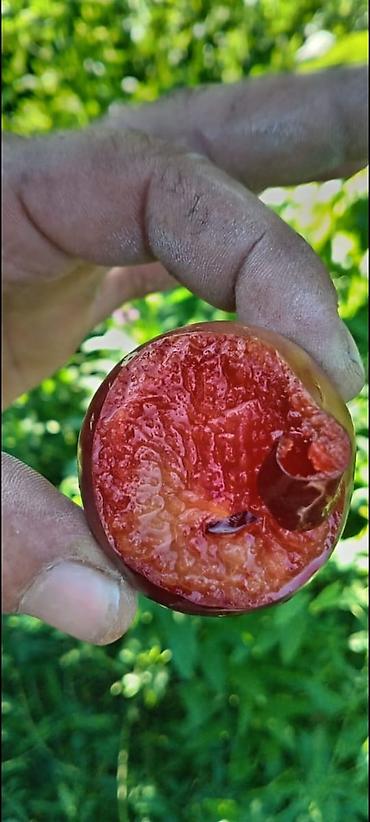 Tinglər: Meyvə və dekorativ ağac tingləri Təsvir: - Tərtər rayonu ərazisində — 4