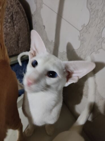 домашние животны: Недорого молодой годовалый кастрированный кот породы Ориентал, белый с