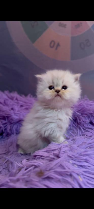 Кошки: Ragdol British cins bebelerimiz satılır 3dene ağ erkekdi- qara olan — 1