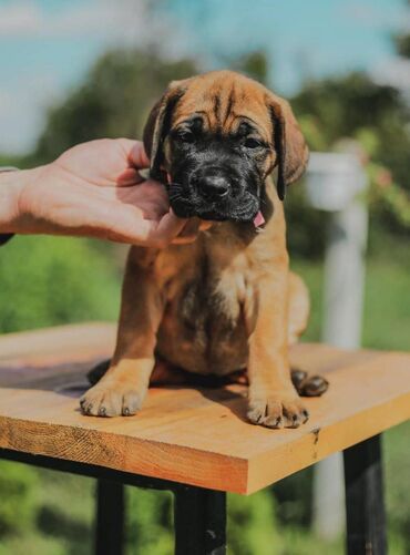 Psi: Postanite vlasnik jednog od naših vrhunskih Cane Corso štenaca — 1