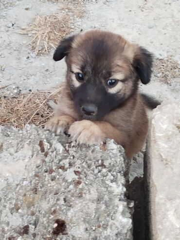 Zvonok, 2 ay, Dişi