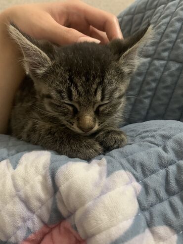 шотландская вислоухая кошка черная: Кошка даром: Беспородная, 3 месяца, Девочка, Приучена к лотку