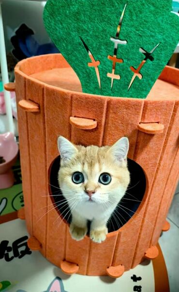 Зоотовары: Домик для котика. Материал типо войлока. Лёгкий, удобный. Коты не — 2