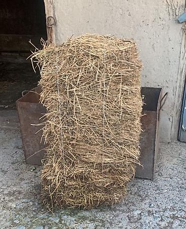 Животные: Продаются тюки есть 12-13 шт — 1