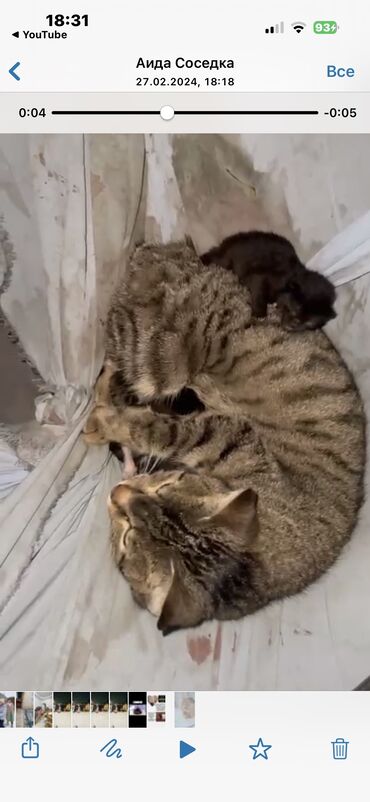 американская жесткошёрстная кошка: Сегодня в подъезде родила кошка 5 котят кому нужно пишите