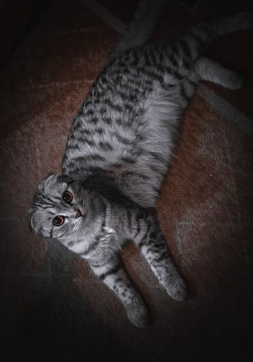 британская шиншилла кошка: Шотландская вислоухая кошка.Окрас Вискас