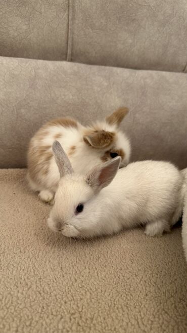 декаративный кролик: 🥰Новенькие малыши, ровно месяц🐰😍 порода Львиная голова🥰 игривые