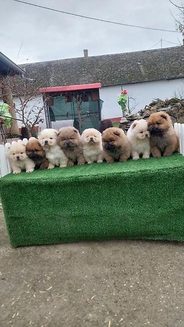 Psi: Chow chow-cau cau! stenad najlepsi poklon deci otac m- lav chsrb 3x — 1