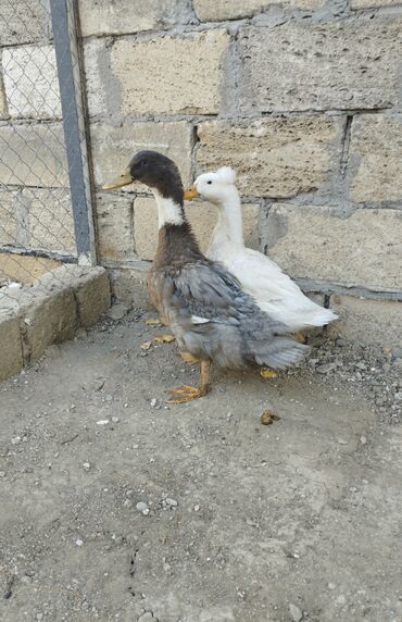 quş evi: Ördəklər 

tam sağlam 2ədəd örək satılır