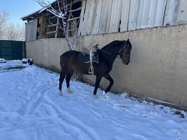 Лошади, кони: Продаю | Конь (самец) | Рабочий — 11