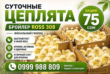 куринная ферма: Продаю | Цыплята | РОСС 308 | На забой — 1