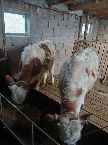 Коровы, быки: Продаю | Тёлка | Полукровка | На откорм | Привязанные — 11