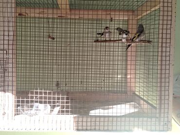 ыссык коль: Защитные сетки от птиц