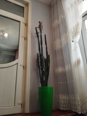 кашпо с цветами: Продаётся цветок в офис и кафе
