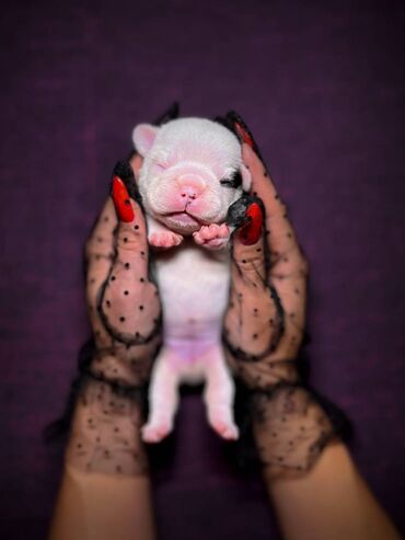 Psi: Predstavljamo VRHUNSKO leglo FRANCUSKOG BULDOGA od 3 prelepa dečaka i — 1