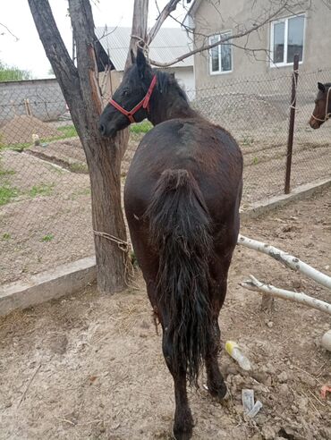 арабская лошадь: Продаю | Жеребец | Для разведения | Племенные