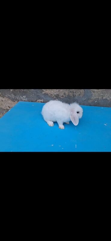 şirin dovşan şəkilləri: Sallaq qulaq holland lop iki ayliq erkek