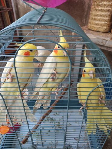 Qəfəslər: Qəfəslər quşlar — 3