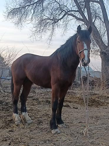 Лошади, кони: Продаю | Жеребец | Рабочий — 1