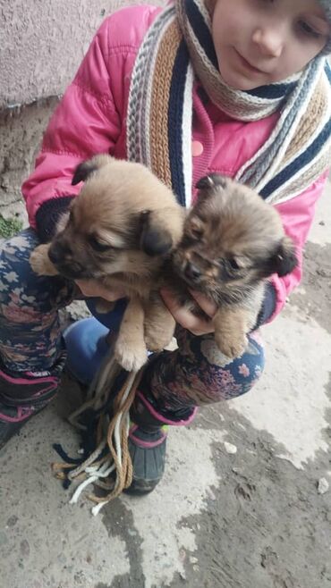 Отдам даром собаку: Собака даром: Дворняжка, 1 месяц, Самка