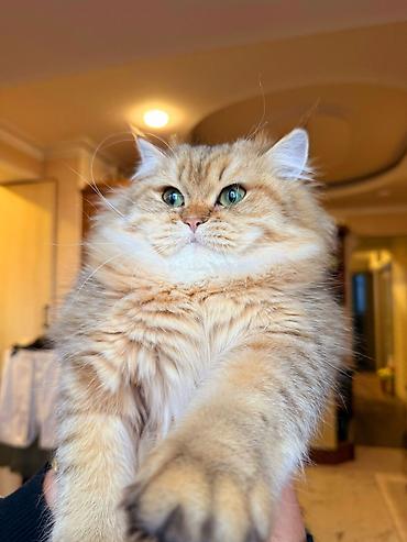 Pişiklər: Britan — 7