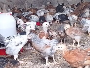 Inəklər, öküzlər: Toyuq cücələri, Damazlıq, Ünvandan götürmə
