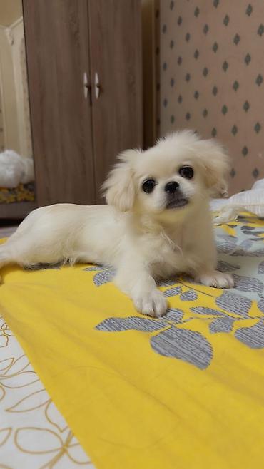 Pekines, 4 ay, Dişi, Peyvəndli, Rayonlara çatdırılma, Ünvandan götürmə, Pulsuz çatdırılma
