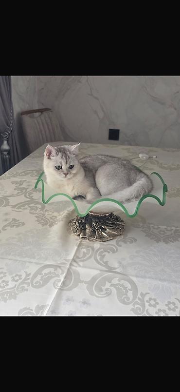 qızılı sinsilla: Şinşilla, Dişi, Yaxşı əllərə, Ünvandan götürmə — 1