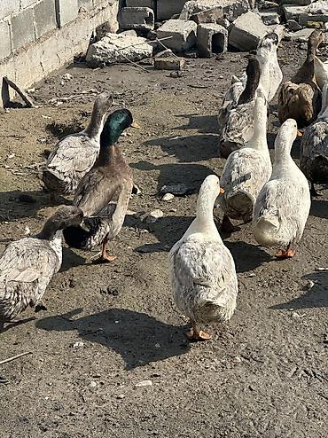 Птицы: Утки 72 головы все крупные — 12