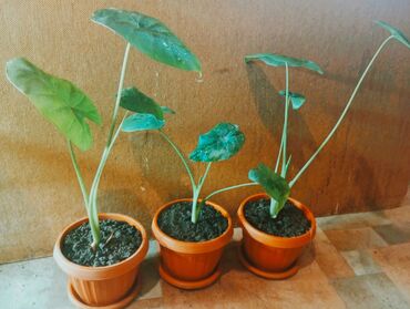 таблички для дома: Алоказия, красивое комнатное растение от 250 сом за один 👈 (осталось 3