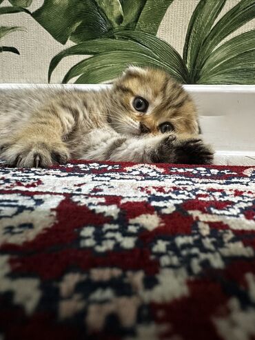 померанский шпиц цена: Скотиш Фолд (Шотландская вислоухая), 2 месяца, Девочка, Золотая шиншилла, Приучена к лотку