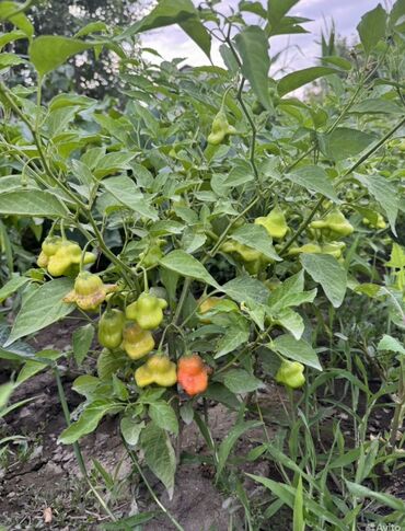 Перец: Перец Полугорький, В розницу — 4