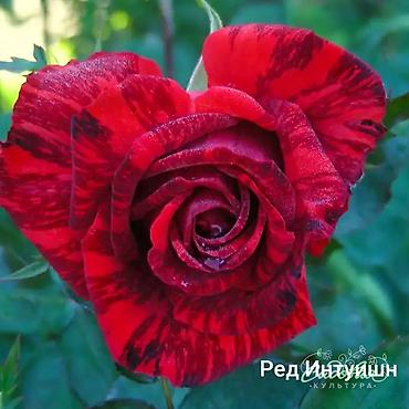 Роза: Саженцы — 17