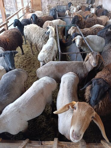 Бараны, овцы: Продаю | Овца (самка) | Для разведения | Матка — 7