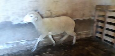 ласка животное: Меринос ургачы козу