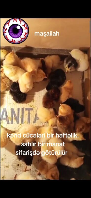 quşu: Kənd cücəsi satılır