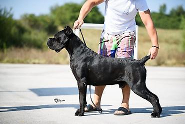 obuca ps: Sa zadovoljstvom predstavljamo novo leglo Cane Corso štenaca iz — 9