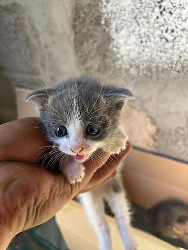 домашний животные: Заголовок: Очаровательные шотландские котята (помесь) Текст: Продаются — 5