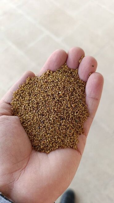 сварочный аппарат в баку: Super yonca toxumudu uzun omurlu yoncadir cixiwa qaranti verilir