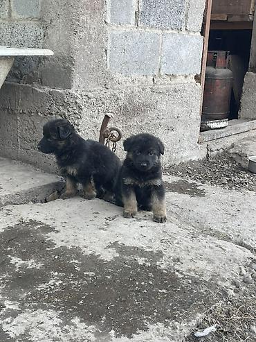 где можно взять кошку бесплатно: Продаю щенят немецкой овчарки! Щенятам 1 месяц. Также на фото мать и — 1