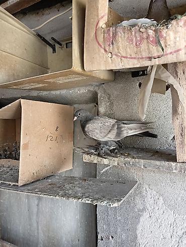 Птицы: Продаю молодых голубей 1 шт стоит пятьсот сом окончательно родители — 1