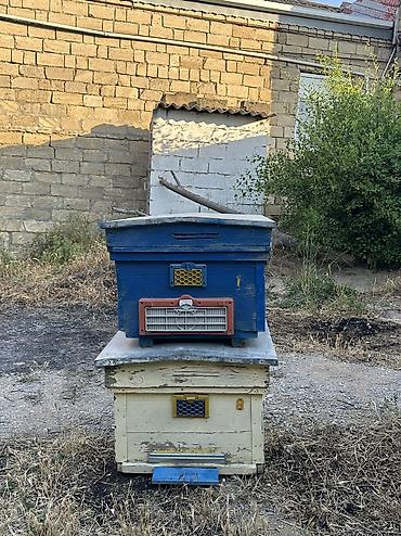 Arılar: Arı yeşikləri satılır 🐝 Şəkildə görünən tipdə arıçılıq üçün yararlı -da lalafo.az — 6 Arılar: Arı yeşikləri satılır 🐝 Şəkildə görünən tipdə arıçılıq üçün yararlı — 6