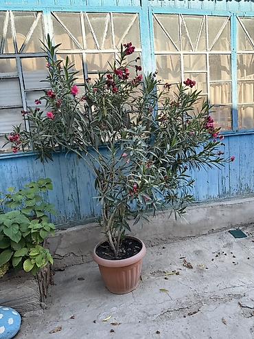 пантера котедж сливи: Крупный олеандр в напольном горшке. Яркие розово-малиновые махровые — 3