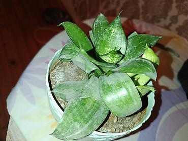 ev guleri: Sukulent – Sansevieria “Hahnii” (Cücə quş yuvası) - Bitki növü — 3