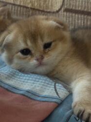 Pişiklər: Britan -da lalafo.az — 8 Pişiklər: Britan — 8