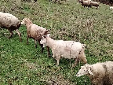 lal ordəklərin satisi: 3baş keçi satılır 450m biri biraz yaşlıdır 2 orta yaş — 4