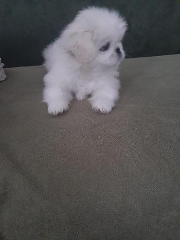 İtlər: Pekines, 2 ay, Erkək, Peyvəndli — 3